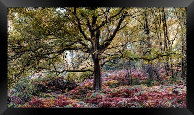 Tree in Autumn Framed Print by Mark Jones