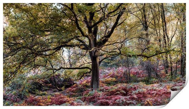 Tree in Autumn Print by Mark Jones