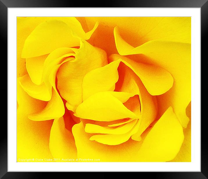 Sunset Rose Framed Mounted Print by Claire Clarke