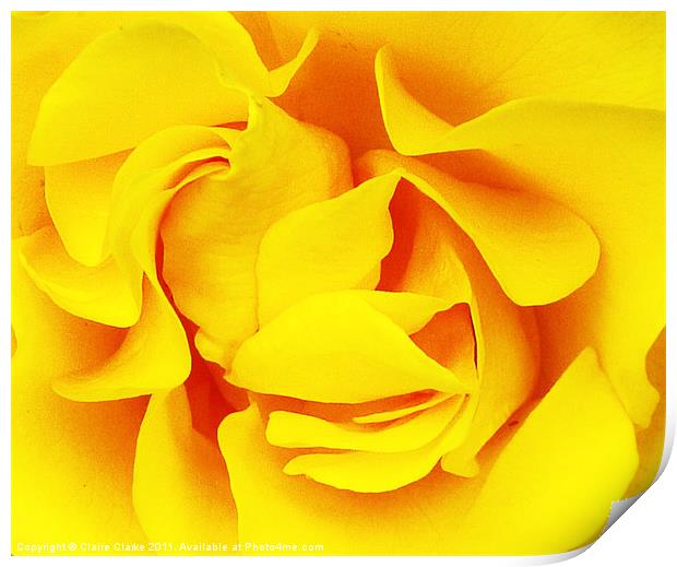 Sunset Rose Print by Claire Clarke