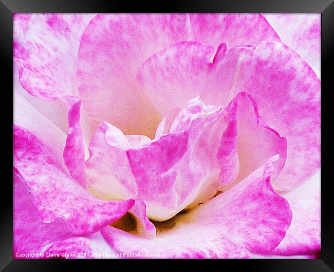 Purple Rose Framed Print by Claire Clarke