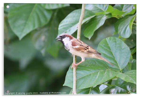 sparrow Acrylic by anurag gupta