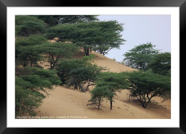 desert vegetation Framed Mounted Print by anurag gupta
