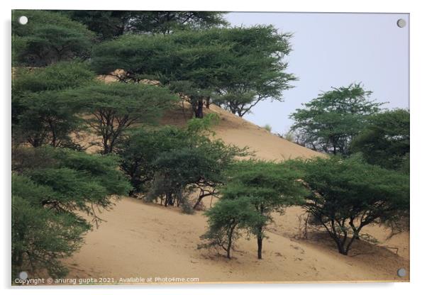 desert vegetation Acrylic by anurag gupta