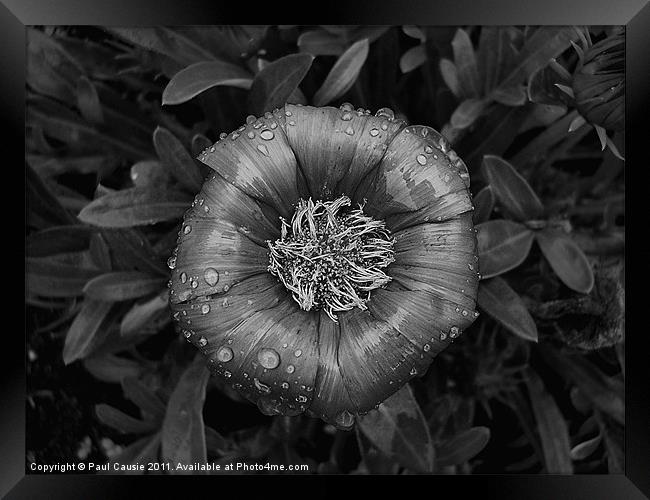 With Raindrops Framed Print by Paul Causie