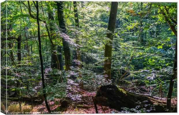 Burnham Beeches in Summer Canvas Print by Kevin Hellon