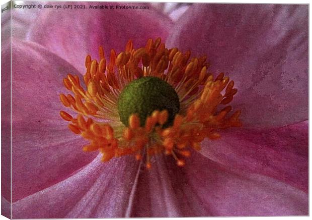 pink flora closeup Canvas Print by dale rys (LP)