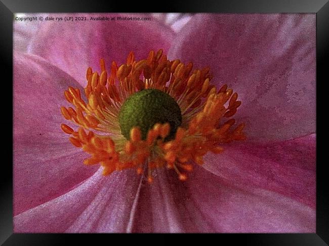 pink flora closeup Framed Print by dale rys (LP)