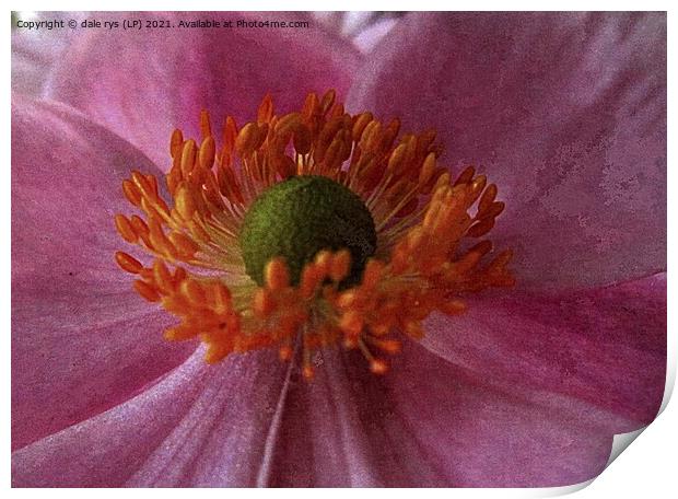 pink flora closeup Print by dale rys (LP)