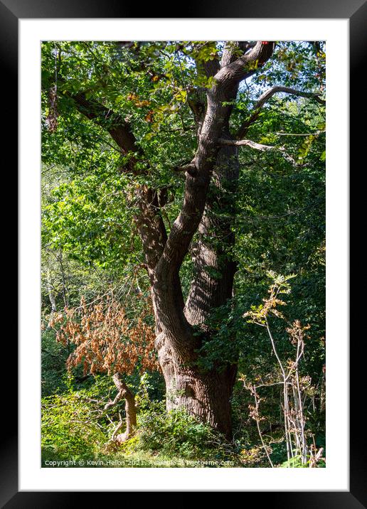 Burnham Beeches in Summer Framed Mounted Print by Kevin Hellon