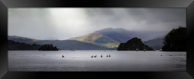 Birds on Lake Windermere Framed Print by Leighton Collins