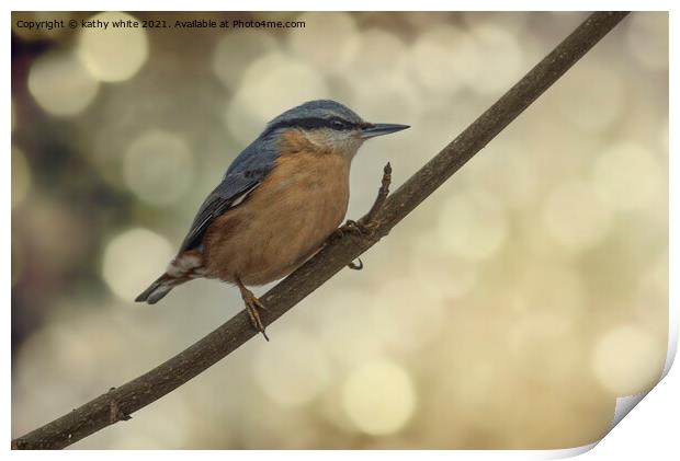 Nuthatch  Print by kathy white