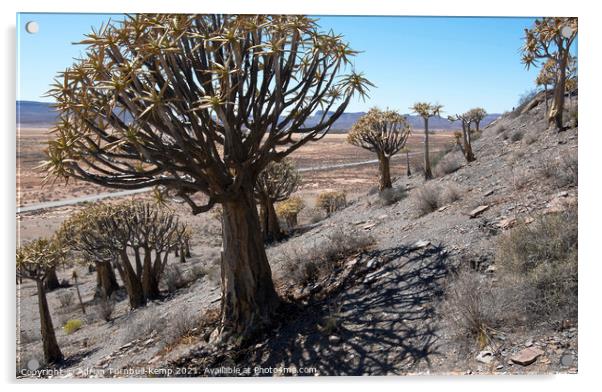 In the shadow of the quiver tree Acrylic by Adrian Turnbull-Kemp