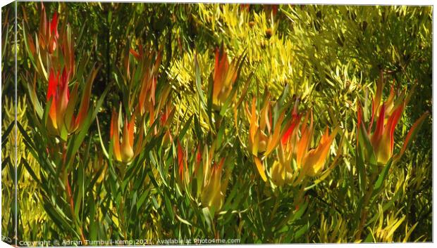 Flaming shrub Canvas Print by Adrian Turnbull-Kemp