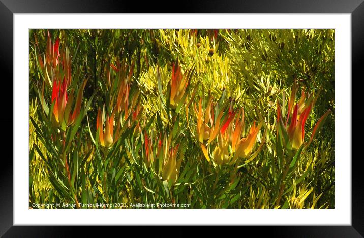 Flaming shrub Framed Mounted Print by Adrian Turnbull-Kemp