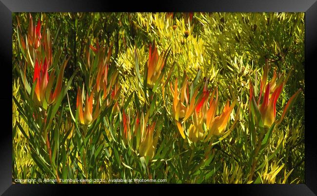 Flaming shrub Framed Print by Adrian Turnbull-Kemp