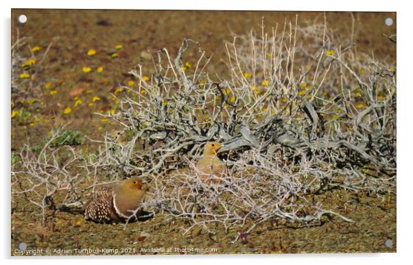 Namaqua sandgrouse Acrylic by Adrian Turnbull-Kemp