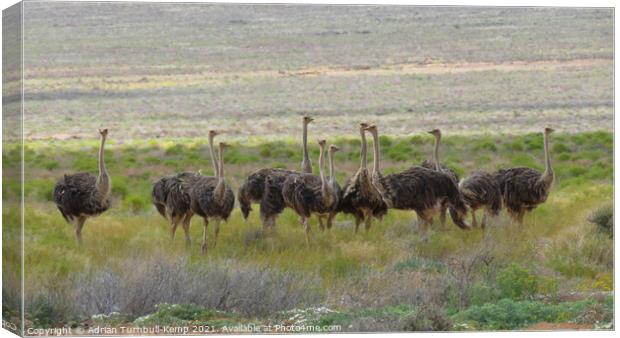 A flock of female ostriches Canvas Print by Adrian Turnbull-Kemp