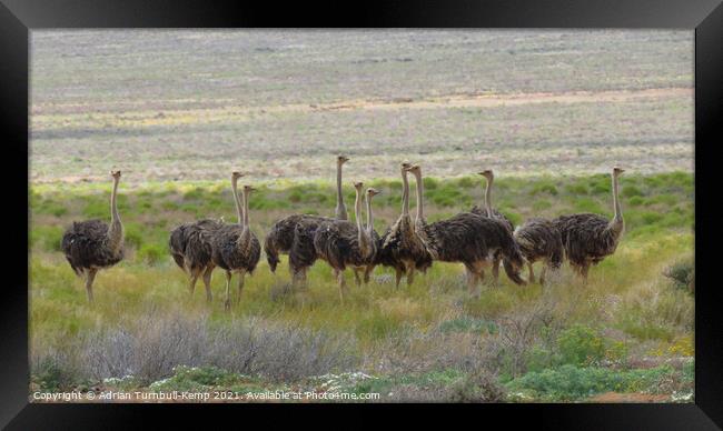 A flock of female ostriches Framed Print by Adrian Turnbull-Kemp