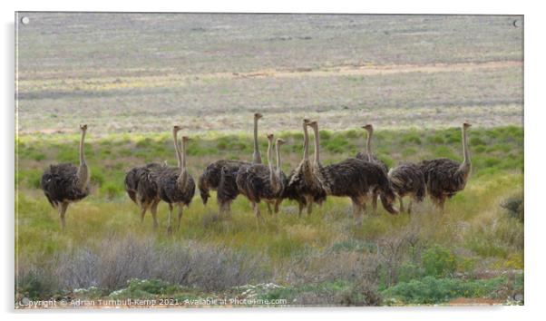 A flock of female ostriches Acrylic by Adrian Turnbull-Kemp