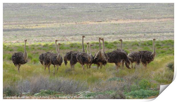 A flock of female ostriches Print by Adrian Turnbull-Kemp