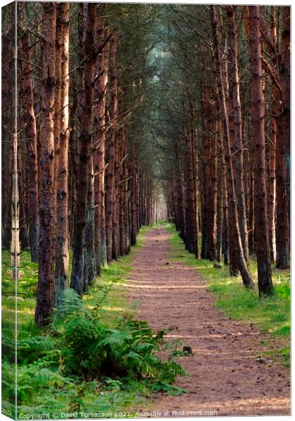 A walk in the woods  Canvas Print by David Tomlinson