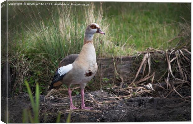 Egyptian goose protecting nest Canvas Print by Kevin White