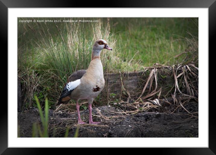 Egyptian goose protecting nest Framed Mounted Print by Kevin White