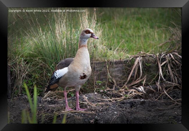 Egyptian goose protecting nest Framed Print by Kevin White