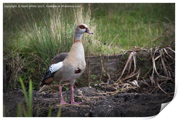 Egyptian goose protecting nest Print by Kevin White
