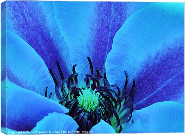 Blue Blossom Canvas Print by Claire Clarke