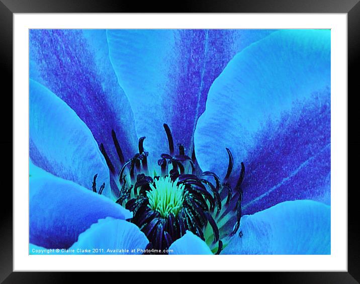 Blue Blossom Framed Mounted Print by Claire Clarke
