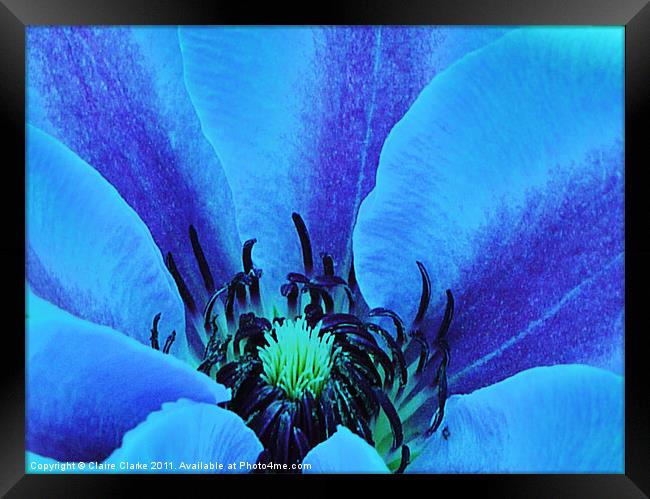 Blue Blossom Framed Print by Claire Clarke