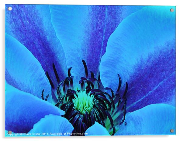 Blue Blossom Acrylic by Claire Clarke