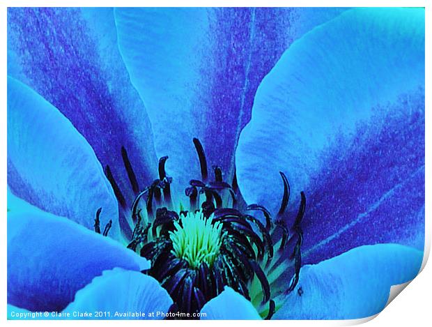 Blue Blossom Print by Claire Clarke