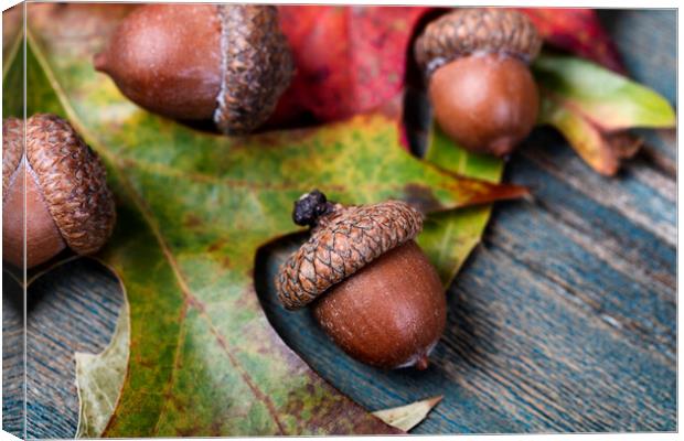 Closeup an acorn with leaf and blue aged wooden planks in backgr Canvas Print by Thomas Baker