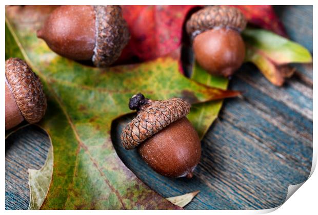 Closeup an acorn with leaf and blue aged wooden planks in backgr Print by Thomas Baker