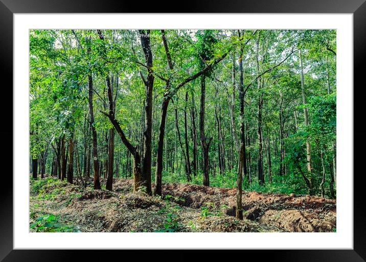 Evergreen forest of Thirthahalli Framed Mounted Print by Lucas D'Souza
