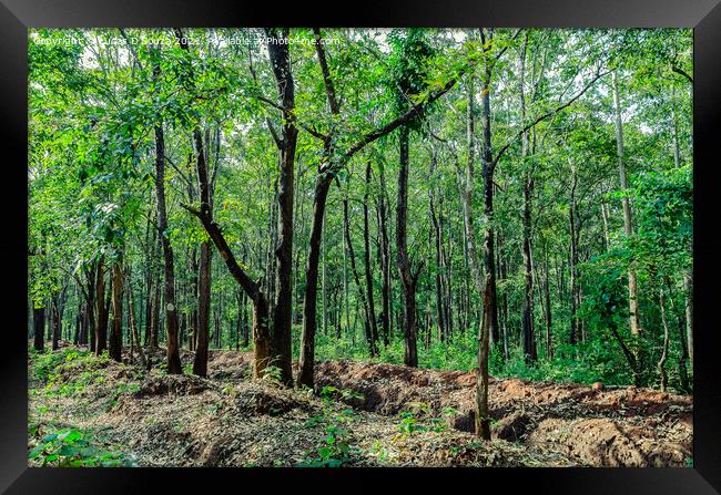 Evergreen forest of Thirthahalli Framed Print by Lucas D'Souza