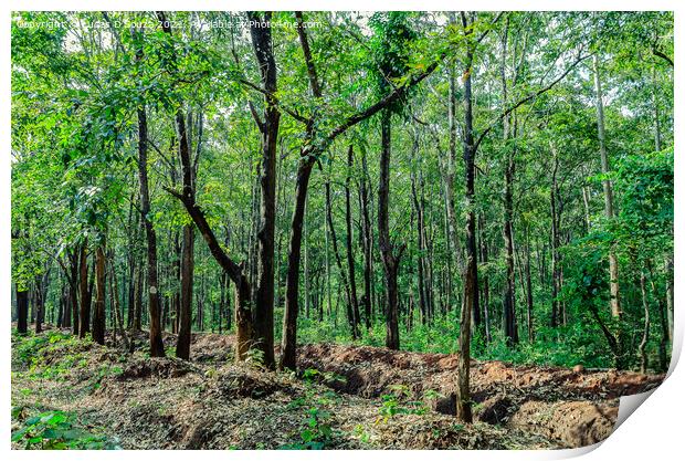 Evergreen forest of Thirthahalli Print by Lucas D'Souza