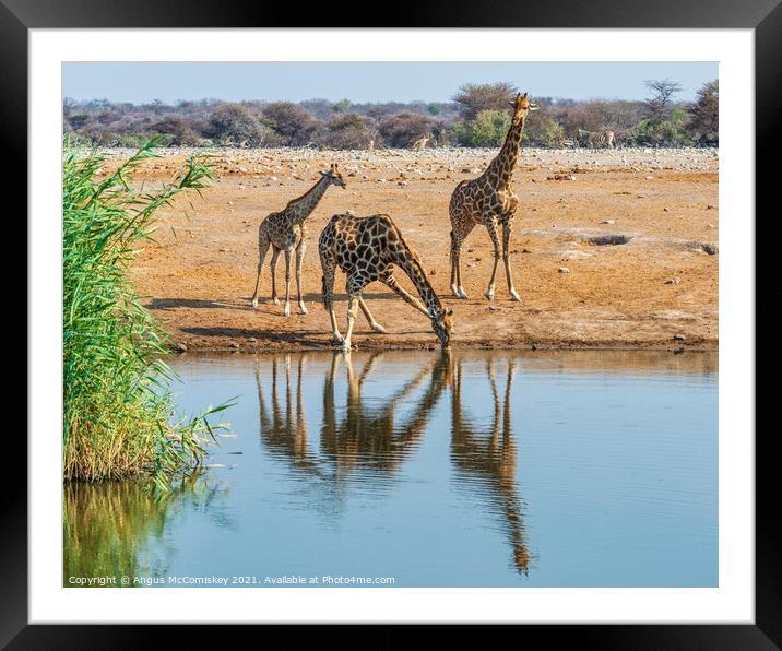 Giraffe family drinking at waterhole Framed Mounted Print by Angus McComiskey