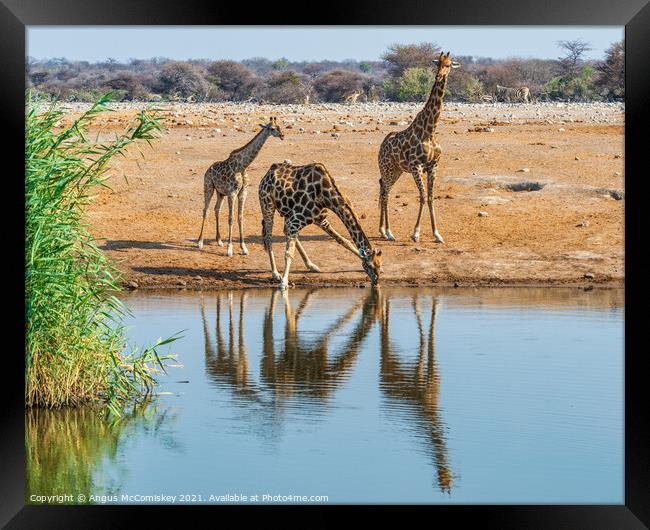 Giraffe family drinking at waterhole Framed Print by Angus McComiskey