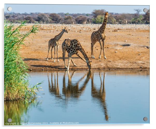 Giraffe family drinking at waterhole Acrylic by Angus McComiskey