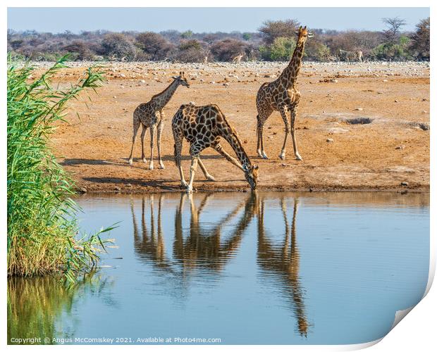 Giraffe family drinking at waterhole Print by Angus McComiskey