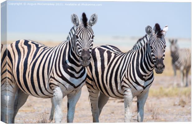 Pair of curious zebras Canvas Print by Angus McComiskey