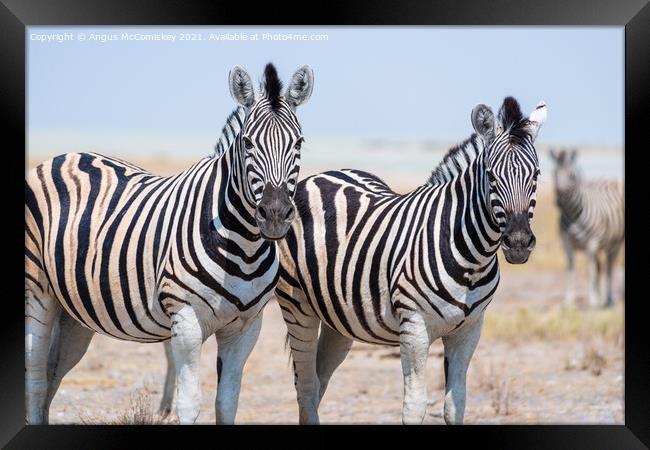 Pair of curious zebras Framed Print by Angus McComiskey