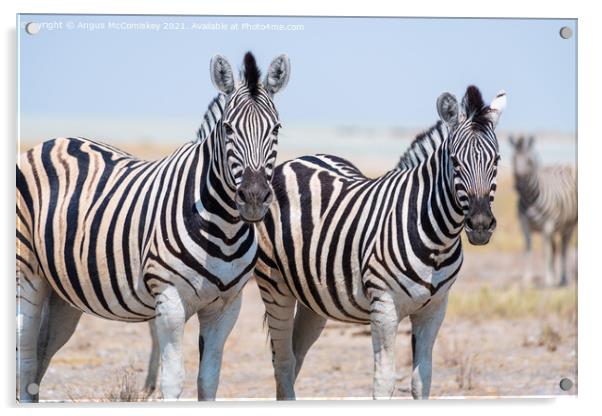 Pair of curious zebras Acrylic by Angus McComiskey