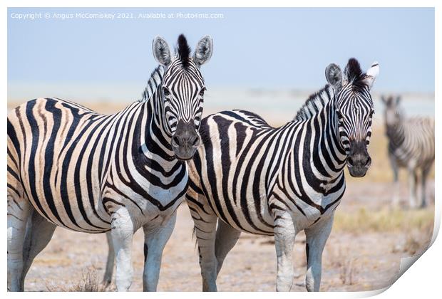 Pair of curious zebras Print by Angus McComiskey