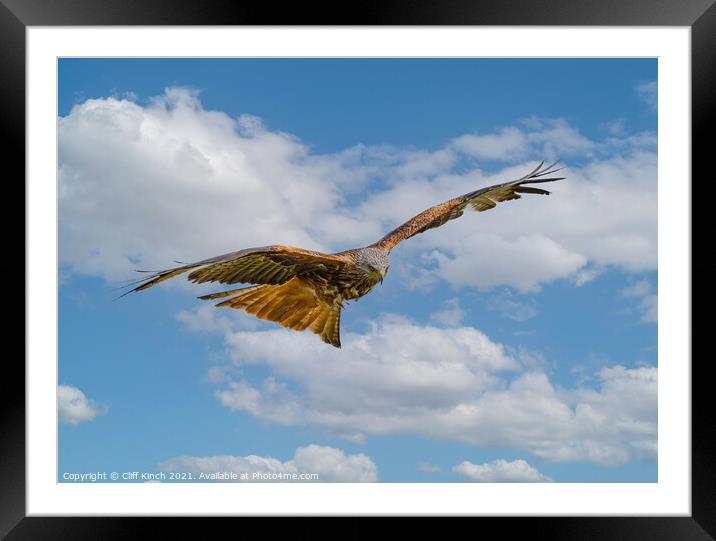 Majestic Red Kite Glides Through the Clouds Framed Mounted Print by Cliff Kinch