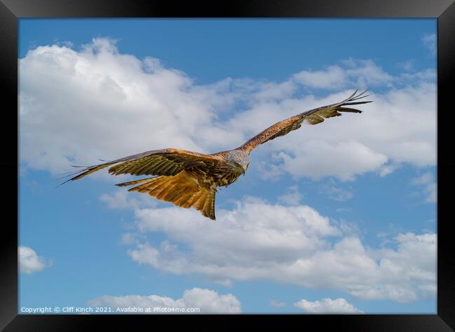 Majestic Red Kite Glides Through the Clouds Framed Print by Cliff Kinch
